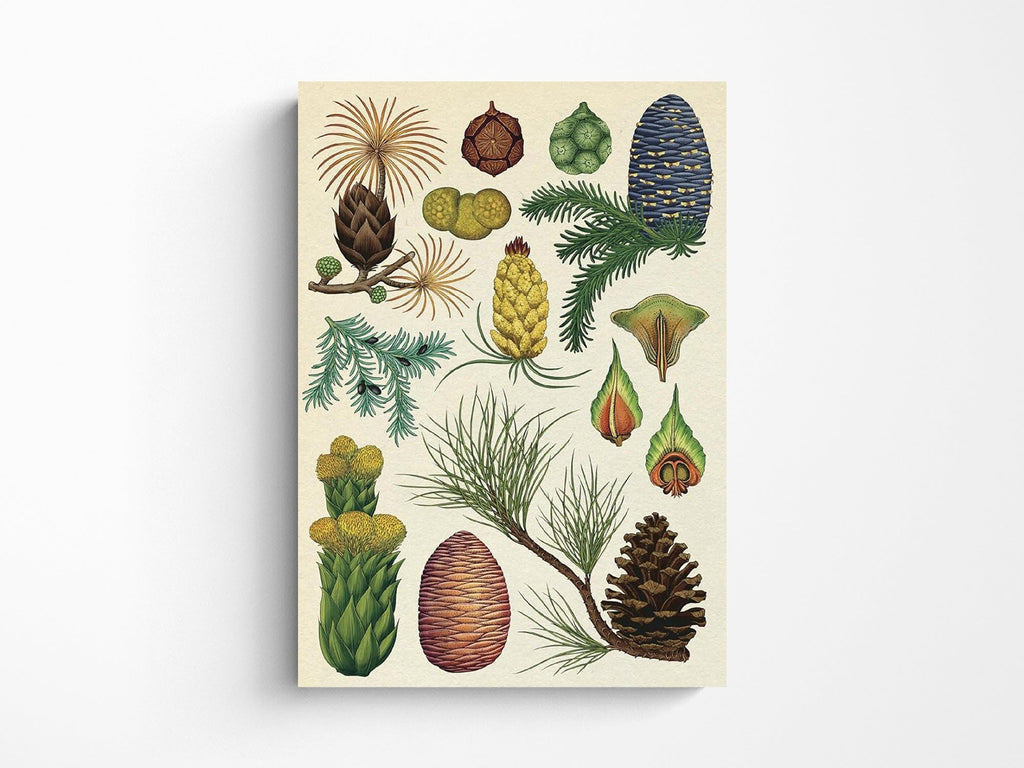 Botanicum Postcard Box Set